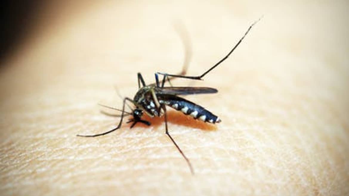 The Return Of The West Nile Virus