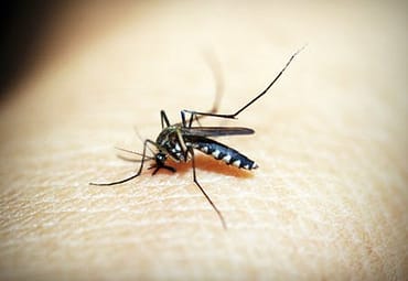 The Return Of The West Nile Virus