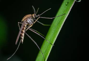 What You Should Know About Mosquito Diseases In The United States