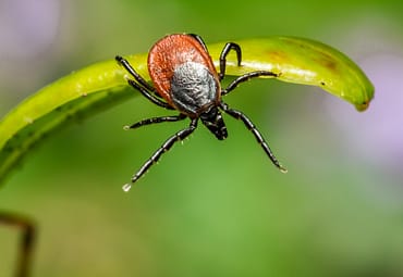 What You Need To Know About The Great American Tick Invasion