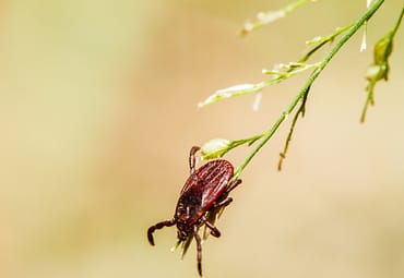 The Life Cycle of a Tick (And Why It Matters to You)