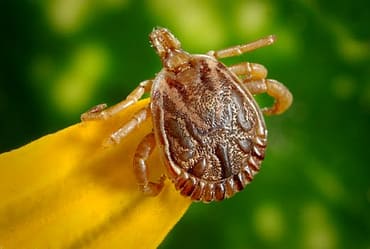 Effectiveness of Stevia against Lyme disease