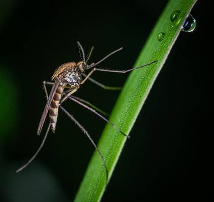What You Should Know About Mosquito Diseases In The United States