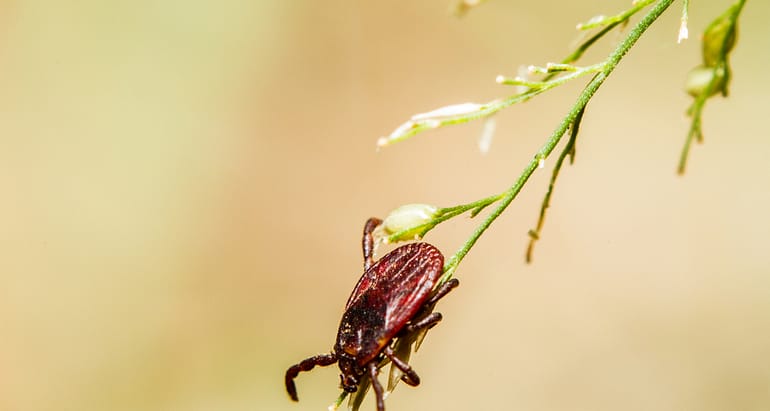 The Life Cycle of a Tick (And Why It Matters to You)