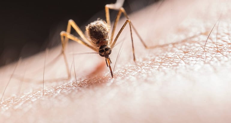 Why Is Mosquitoes Control Important?