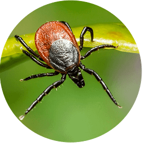 Effectiveness Of Stevia Against Lyme Disease Mosquito Stop